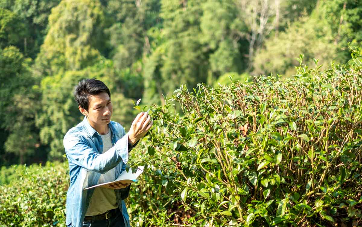 plantación de té tailandia